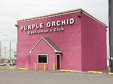 Purple Orchid